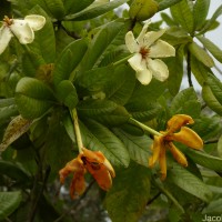 Gardenia fosbergii Tirveng.